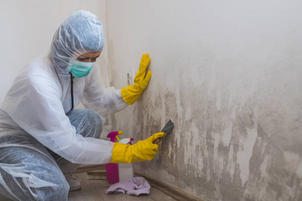 Best Certified Mold Removal  in Deerfield, IL