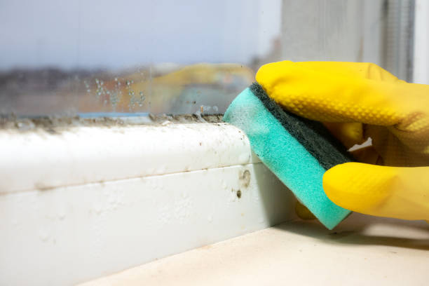 Best Home Mold Removal  in Deerfield, IL