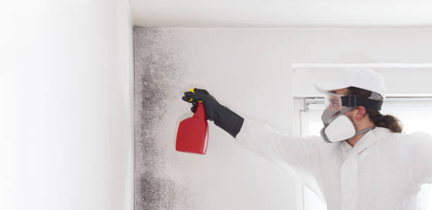 Best Black Mold Removal  in Deerfield, IL