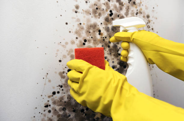 Mold Removal Process in Deerfield, IL
