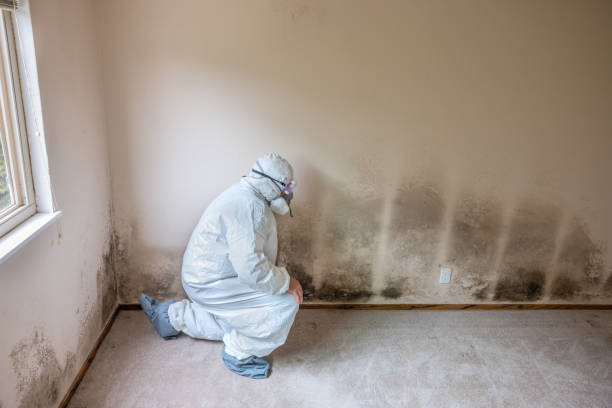 Best Residential Mold Removal  in Deerfield, IL
