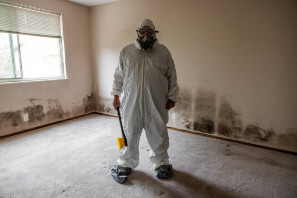 Best Local Mold Removal Service  in Deerfield, IL