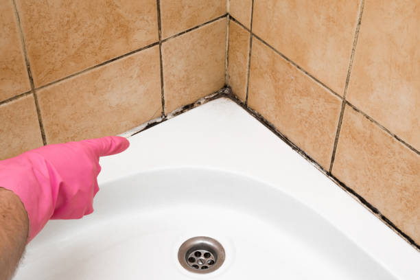 Best Mold Damage Repair  in Deerfield, IL